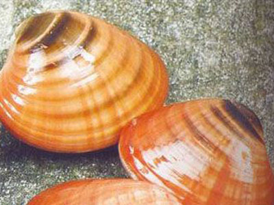 Ενδεικτικές τιμές για τα θαλασσινά